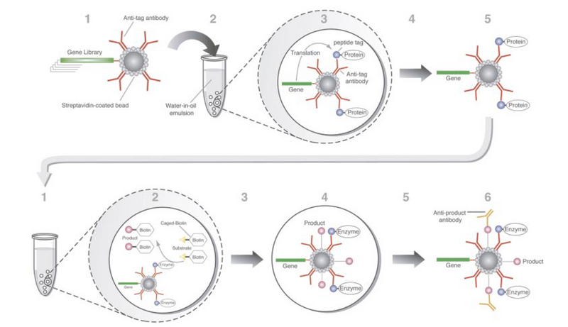 Griffiths 2003 Schema