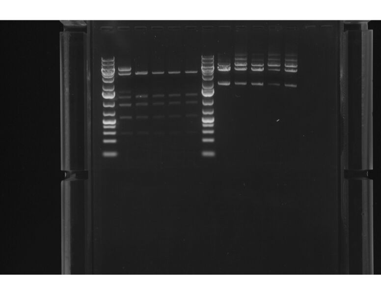 File:KAH60&KAH128 Gel Image.jpg