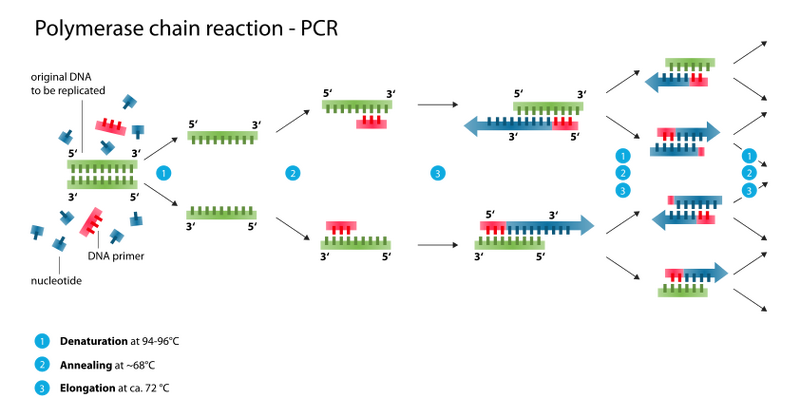 File:Polymerase chain reaction.svg.png