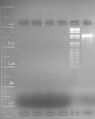 2% agarose, EtBr, 10mM MgCl2