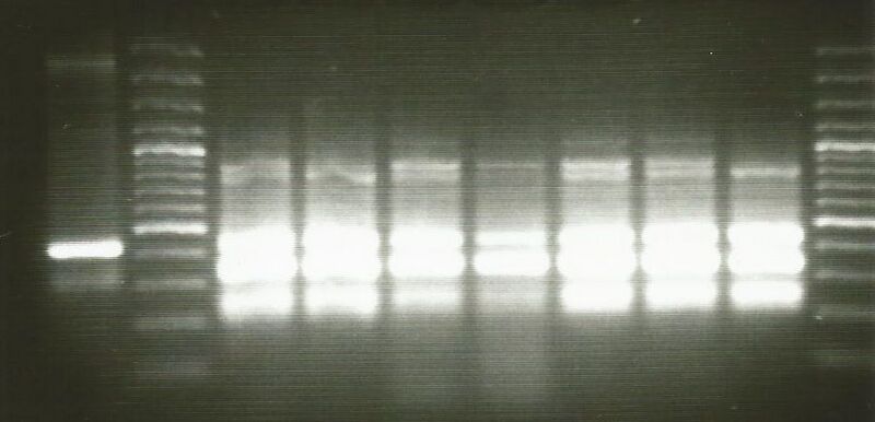 File:10.26.12 Replicates.jpg