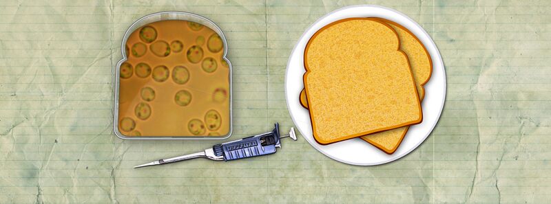 File:BioBread BlkPipp.jpg