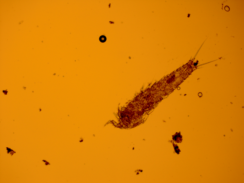 File:Copepod.tif