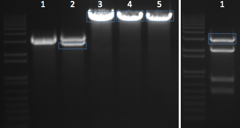 File:KAH 012511 gel3.tif