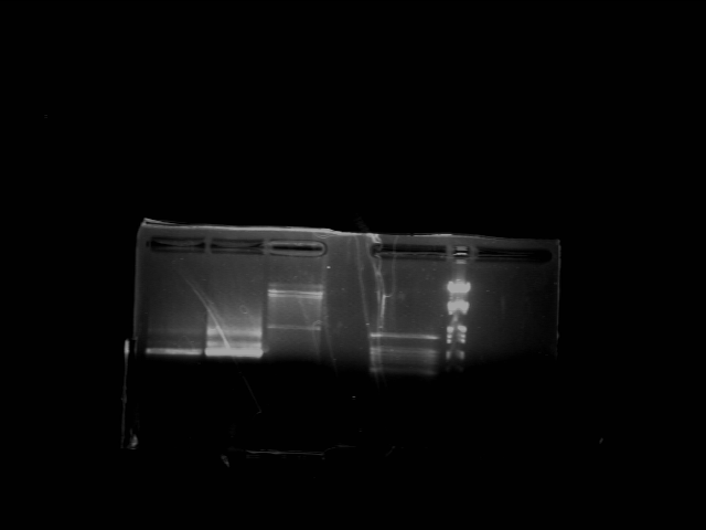 File:PKU 080714 lacS-tet-pGREG504cut.tif