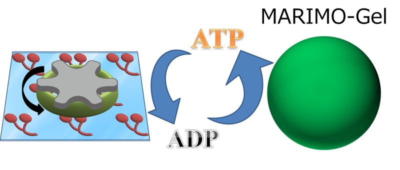 File:Ring + marimo gel.png