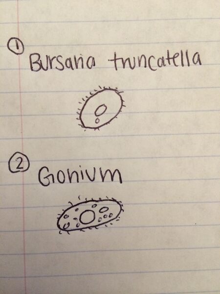 File:Bio210 S2 Lab 2- Procedure I.jpg