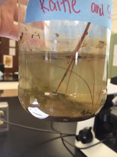 File:Hay infusion overall.png