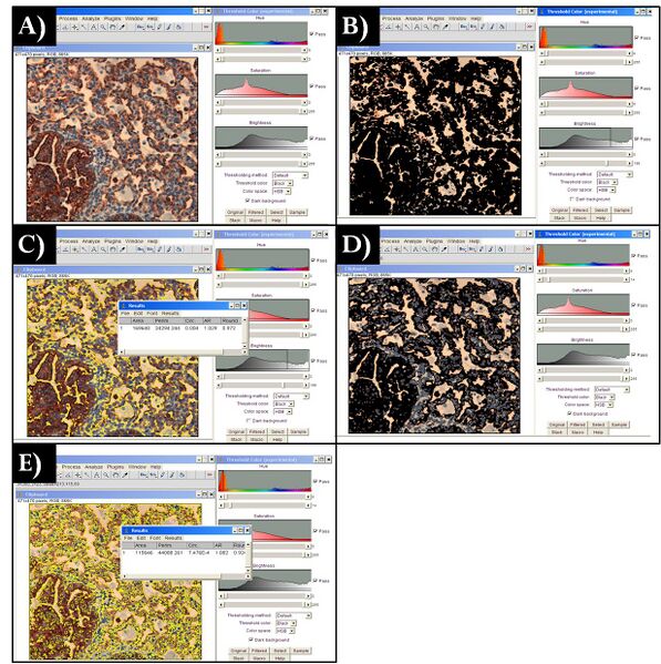 File:ImageJ.JPG