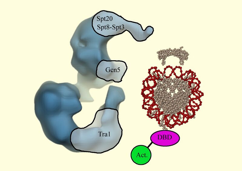 File:Info from P Schultz-mode of action.jpg