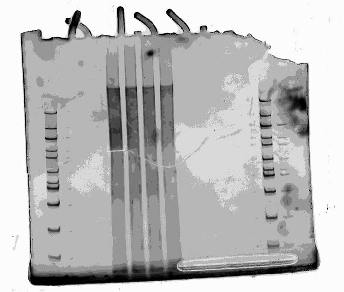 File:Completechain 1--SYBR Gold-.jpg