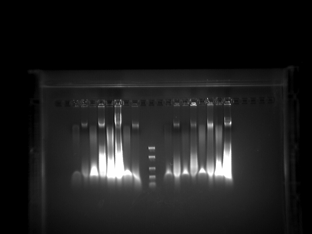File:DNA2.tif