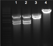 File:KAH 012010 gel3.tif