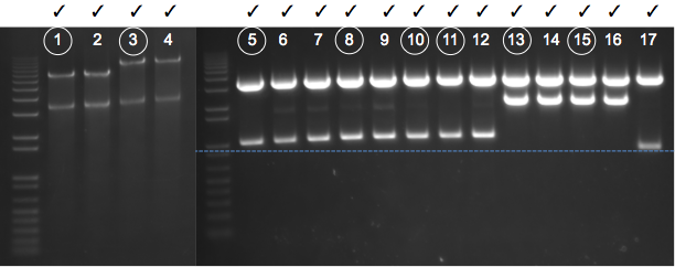 File:KAH 041210 gel1.tif