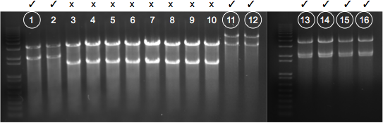 File:KAH 122909 gel1.tif