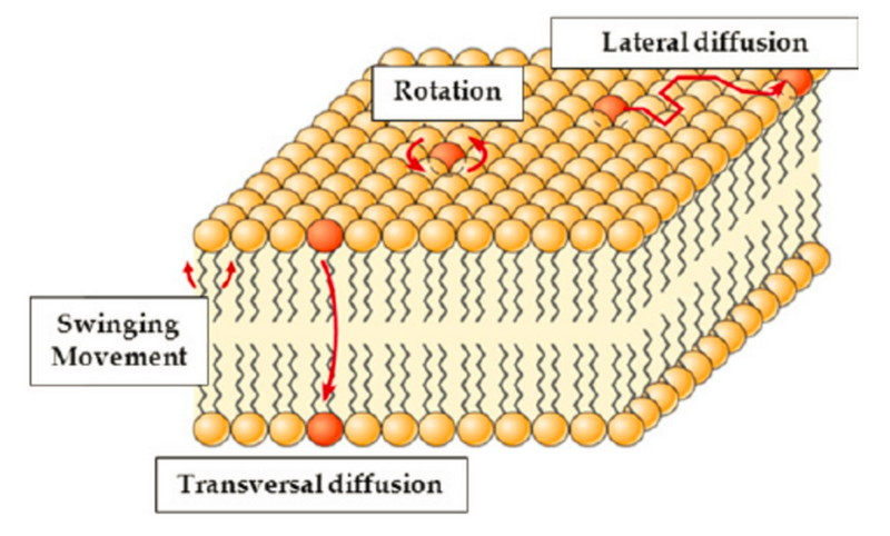 File:Mobile cell membrane.PNG