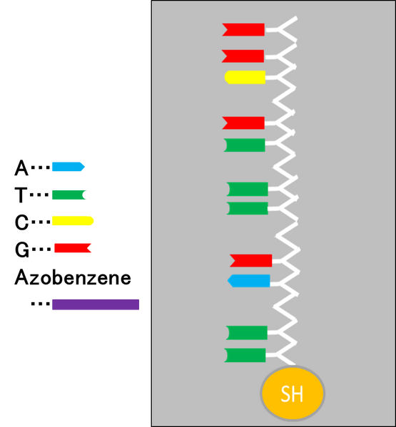File:BIOMOD-TNJ-azobenzen7.png