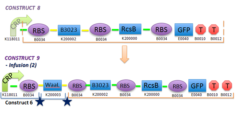 File:II09 ConstM2d.jpg