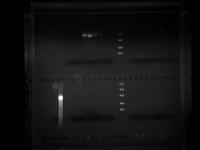 File:PCR5.TIF