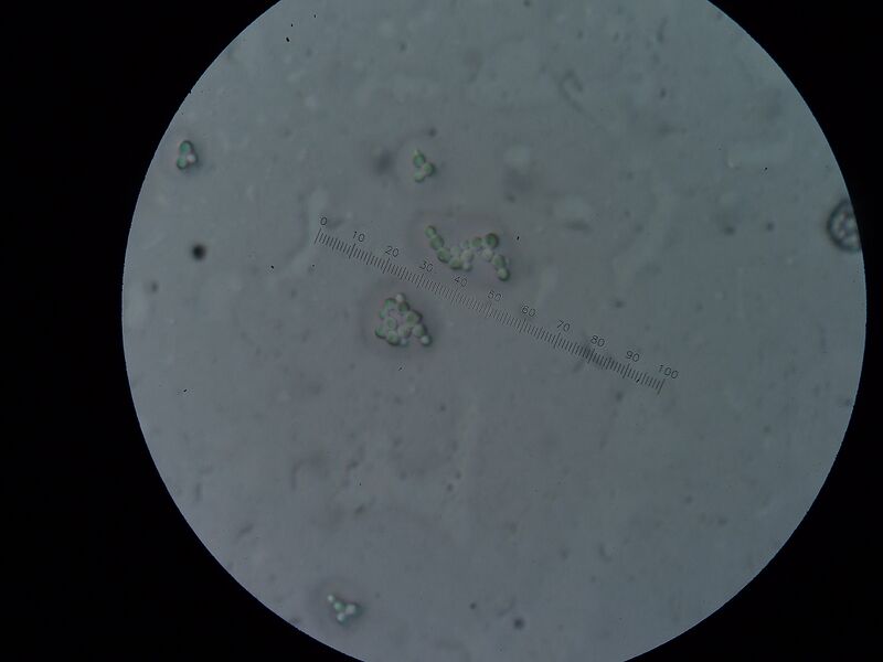 File:SAP A6 Fri 230710 (0).JPG