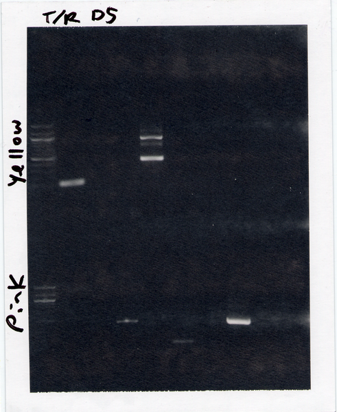 File:20.109-S08-M3D5 TR YP.tif