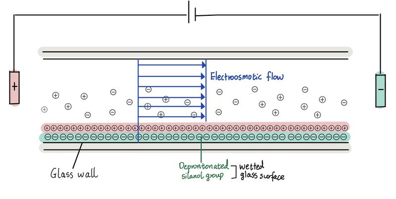File:DrawnElectoosmoticflow.jpeg