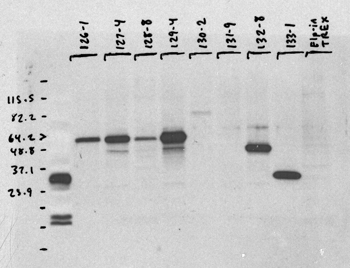 File:KAH 022210 WB.tif