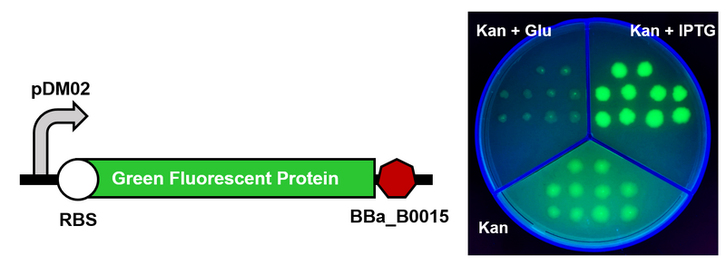 File:Mariaastolfi PDM2 OWW.png