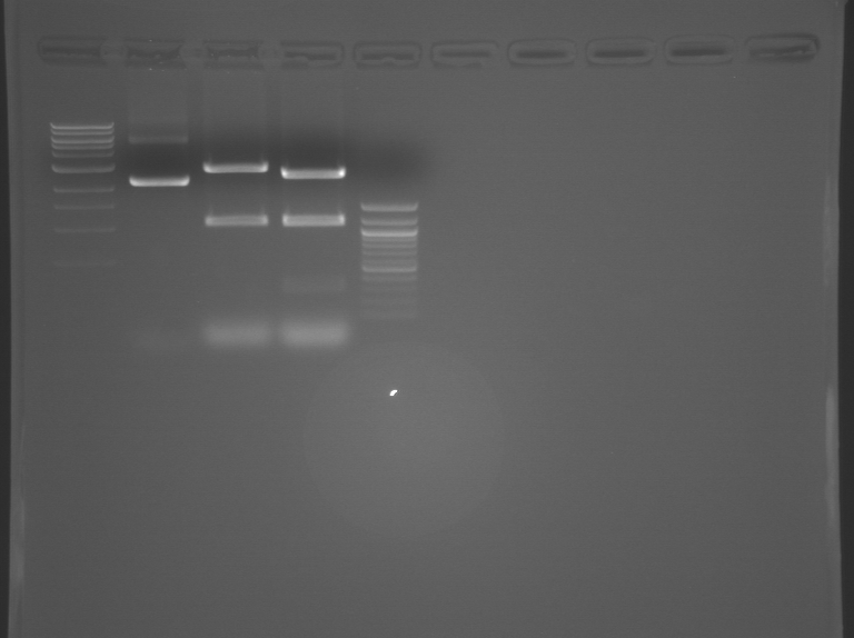 File:S09 FspDigest.BMP