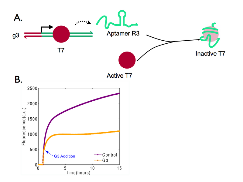 File:SP6 Inhibition.002.png