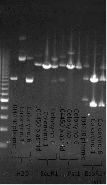 File:27-6-2013 (2).jpg