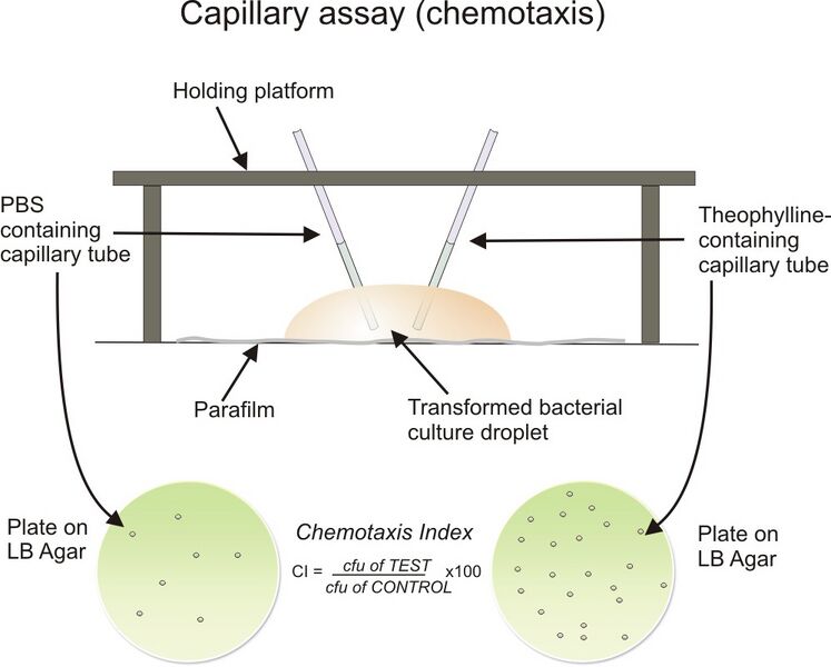 File:Capillary.jpg