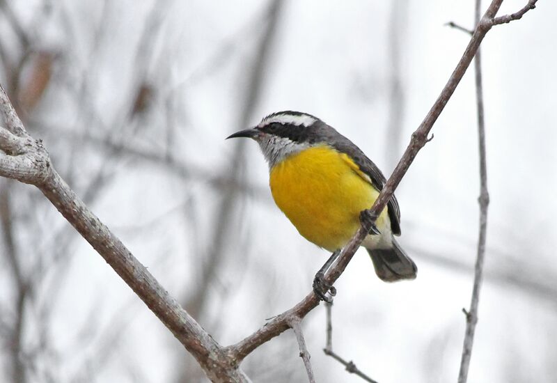 File:Coereba flaveola(5)m.jpg