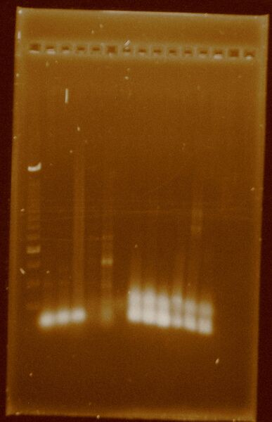 File:Dramirez 24-09-11 PCRsconcentrated Taq.jpg