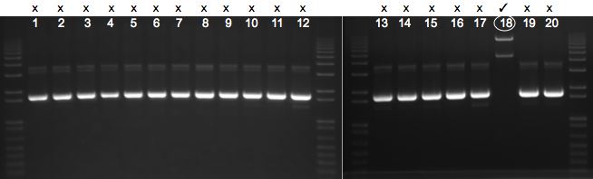 File:KAH 041510 gel1.tif