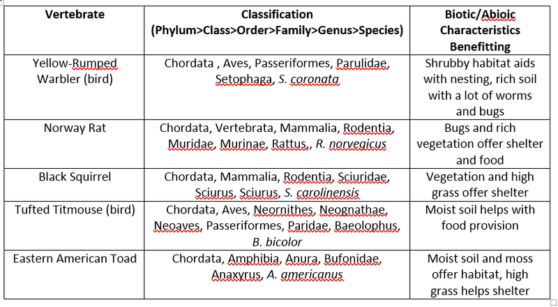 File:Screenshot (13).png