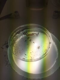 Figure 5.1. Picture of the Sample