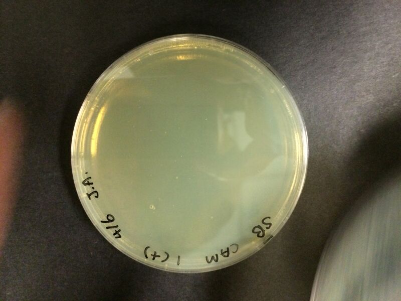 File:Overnight SB AceB dil2.JPG