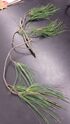 Figure 4: Pine Branch