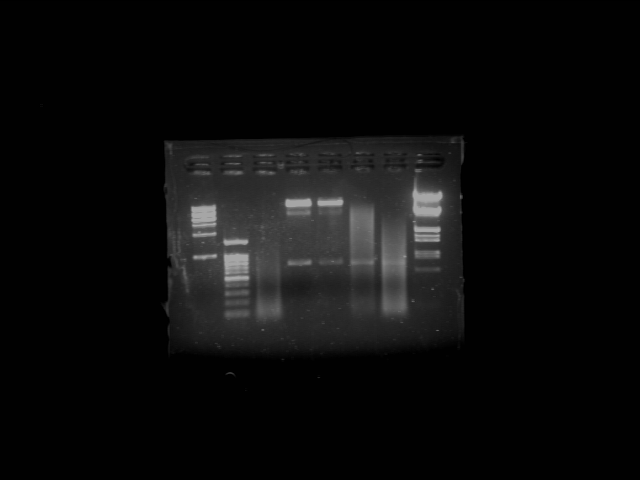 File:PKU-080725-xili plasmid test-redigest-1.tif