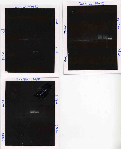 Agarose gels for Tuesday/Thursday section