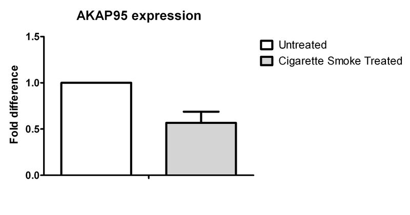 File:AKAP95 expression.jpg