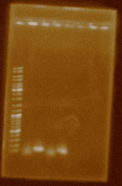 File:B0015 PCR Attempt 2.JPG