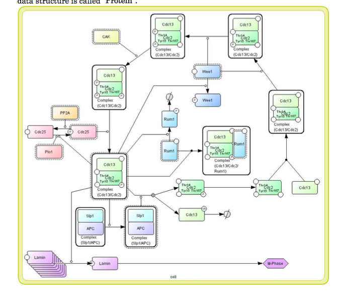 File:CellDesigner M-Phase-Network.tiff