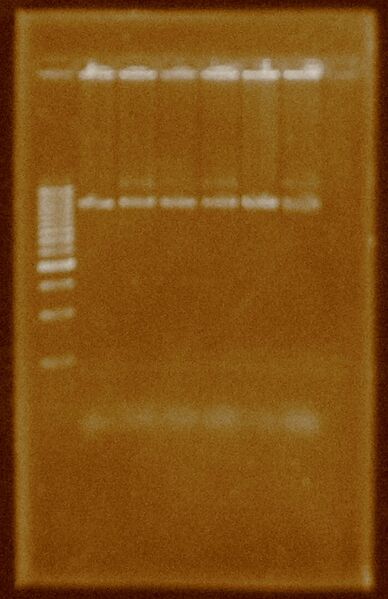 File:Double digestion PBBMRCS-5.JPG