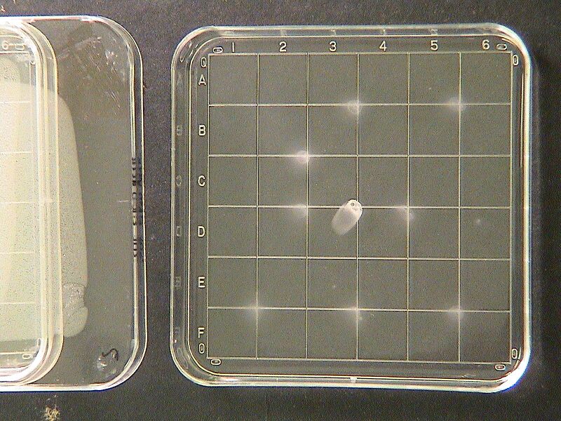 File:LucMotilityAssay3-13 20EikenAgar Sender+Receiver 1 8hours.JPG