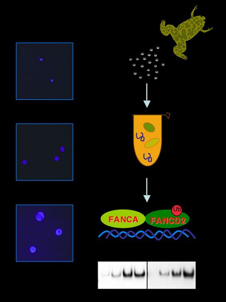 File:Sobeck MCB cover 2.jpg