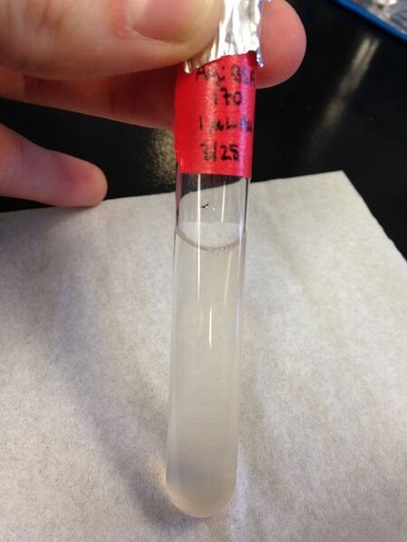 File:0326 170, 1uL Au.jpg