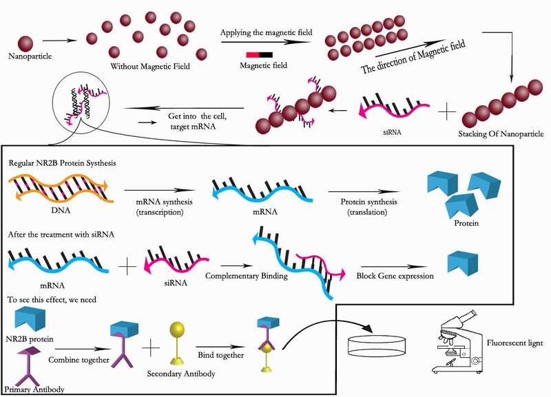 File:HKBU2012Biomod FinalVersion.jpg