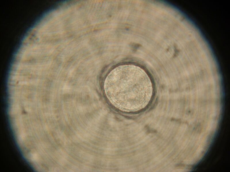 File:IC07 image152.jpg